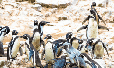 tour full day Ica Paracas desde Lima