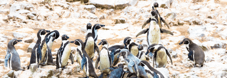 tour full day Ica Paracas desde Lima