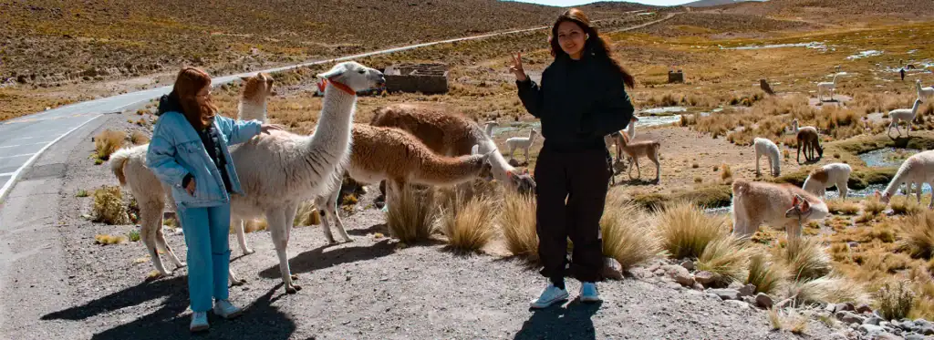 Turistas interactuando con alpacas y vicuñas en el Valle del Colca-Turismo Liberty