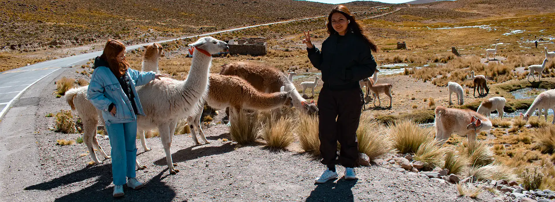 Turistas interactuando con alpacas y vicuñas en el Valle del Colca-Turismo Liberty