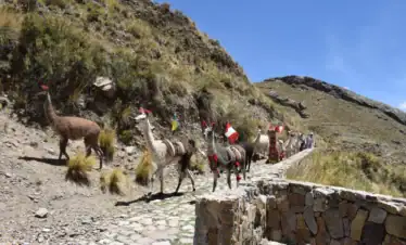 Llamas decoradas con banderas peruanas caminando por sendero del Colca.