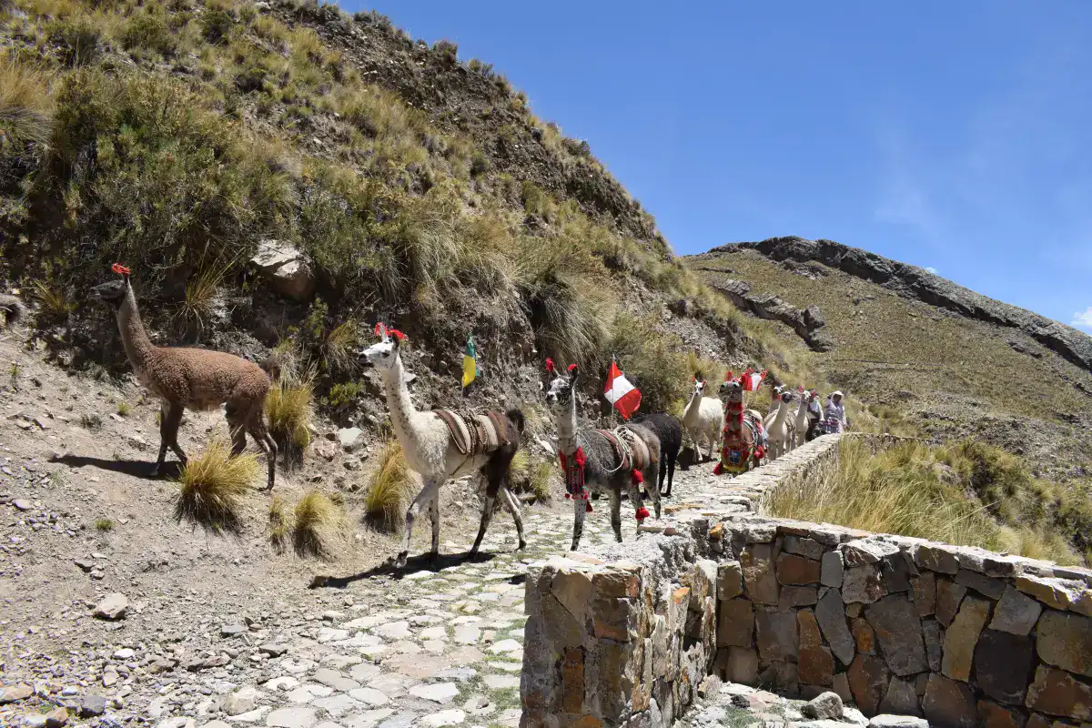 Llamas decoradas con banderas peruanas caminando por sendero del Colca.