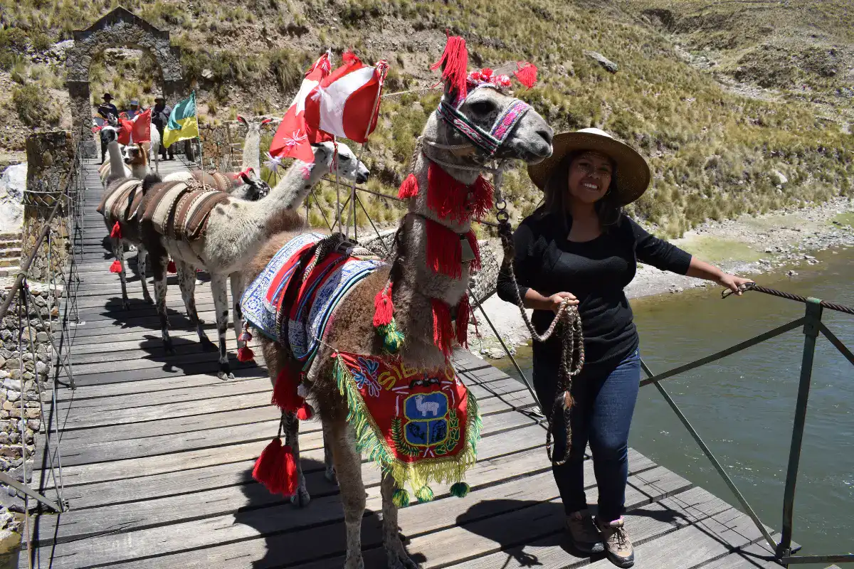 Turista cruzando puente andino junto a llamas decoradas en el Valle del Colca.