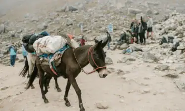 Mulas transportando equipaje durante el Salkantay Trek hacia Machu Picchu