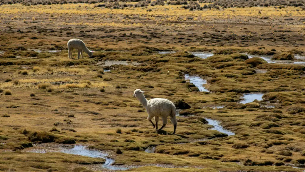 fauna silvestre arequipa 2026